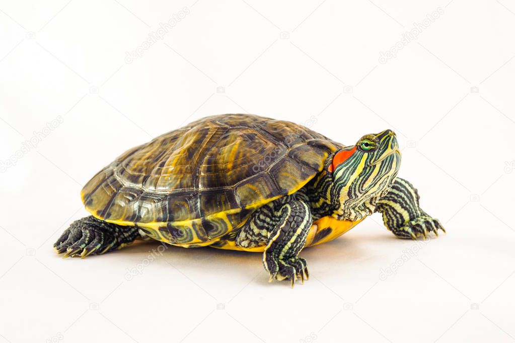 one Pond slider isolated on the white background