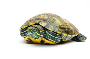 Beyaz arka plan üzerinde izole bir gölet kaymak