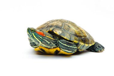 Beyaz arka plan üzerinde izole bir gölet kaymak