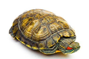 Beyaz arka plan üzerinde izole bir gölet kaymak