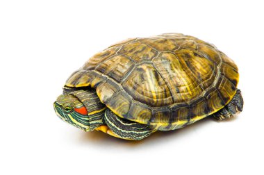 Beyaz arka plan üzerinde izole bir gölet kaymak