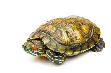 Beyaz arka plan üzerinde izole bir gölet kaymak