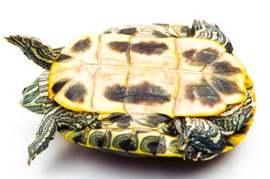 Beyaz arka plan üzerinde izole bir gölet kaymak