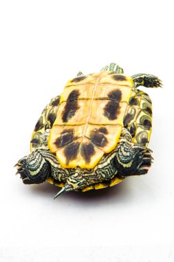 Beyaz arka plan üzerinde izole bir gölet kaymak