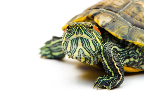 Ein Teich Schieberegler isoliert auf dem weißen Hintergrund — Stockfoto