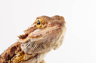 Beyaz arka plan üzerinde sakallı bir agama