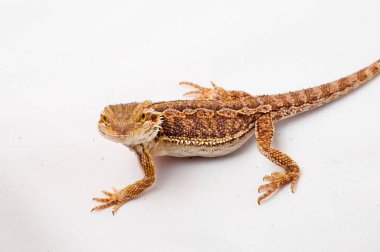 Beyaz arka plan üzerinde sakallı bir agama