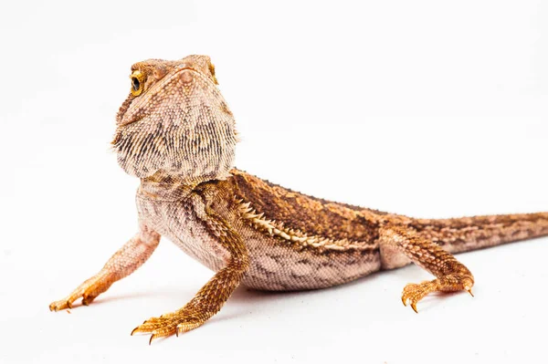 Un agama barbudo sobre el fondo blanco — Foto de Stock