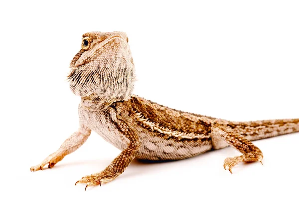 Ein bärtiger Agama auf weißem Hintergrund — Stockfoto