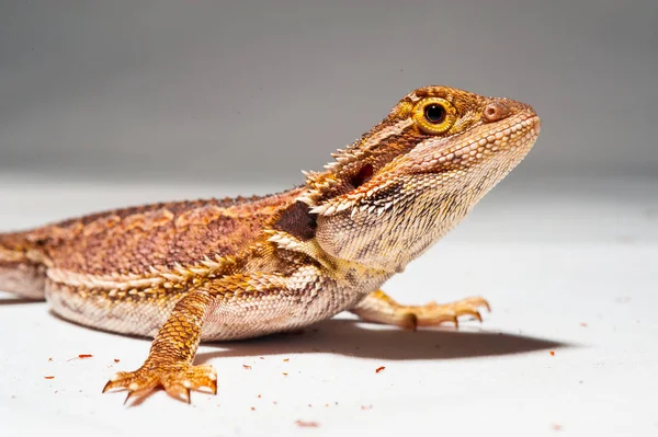 Un agama barbuto sullo sfondo bianco — Foto Stock