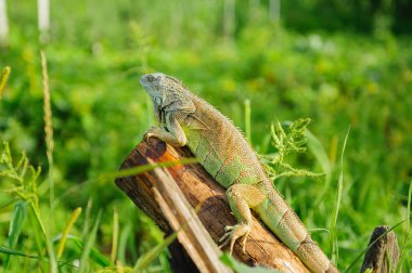 bir hayvan yeşil iguana