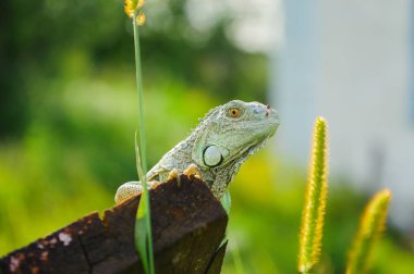 bir hayvan yeşil iguana