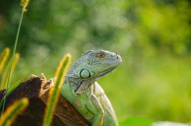 bir hayvan yeşil iguana