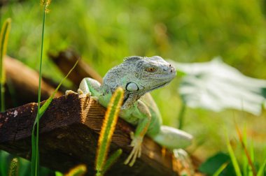 bir hayvan yeşil iguana