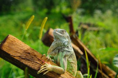 bir hayvan yeşil iguana
