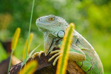 bir hayvan yeşil iguana