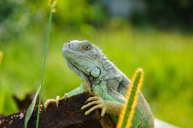bir hayvan yeşil iguana