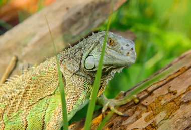 bir hayvan yeşil iguana