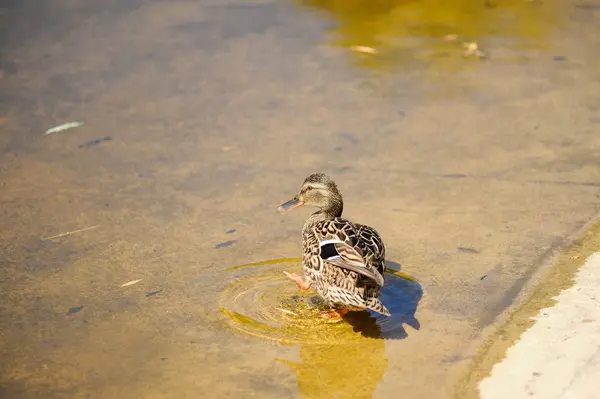 Vildanden i sommar på sjön. I water.female. — Stockfoto