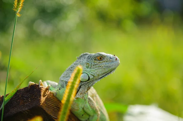 one animal green iguana