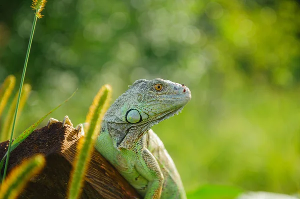 Iguana verde de un animal — Foto de Stock