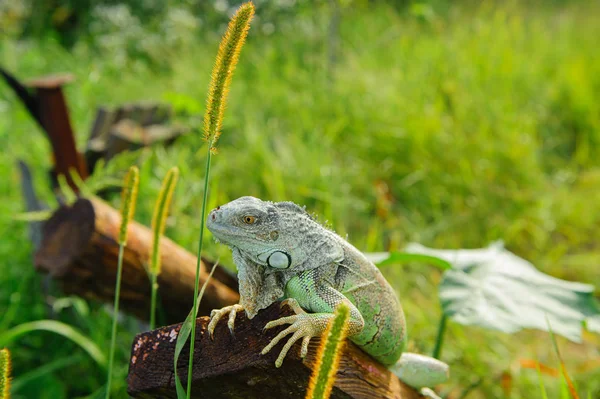 One animal green iguana — Stock Photo, Image
