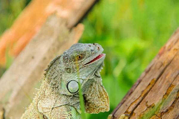 one animal green iguana