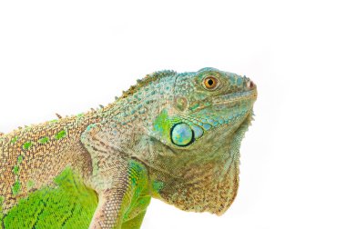 Bir yeşil iguana