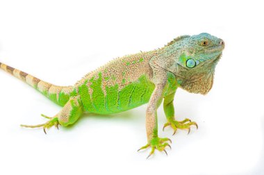 Bir yeşil iguana
