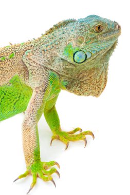 Bir yeşil iguana