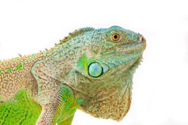Bir yeşil iguana