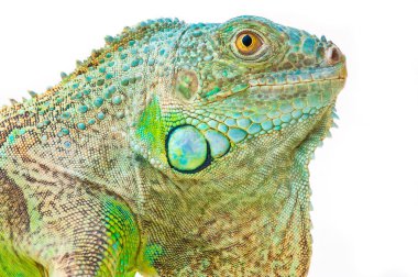 Bir yeşil iguana
