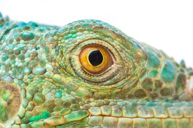 Bir yeşil iguana