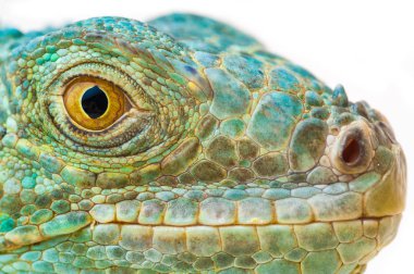 Bir yeşil iguana