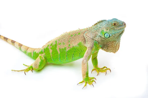 Uma iguana verde — Fotografia de Stock