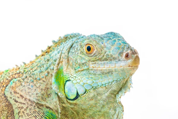 Un iguane vert — Photo