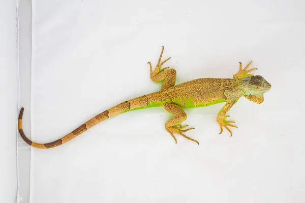Uma iguana verde — Fotografia de Stock