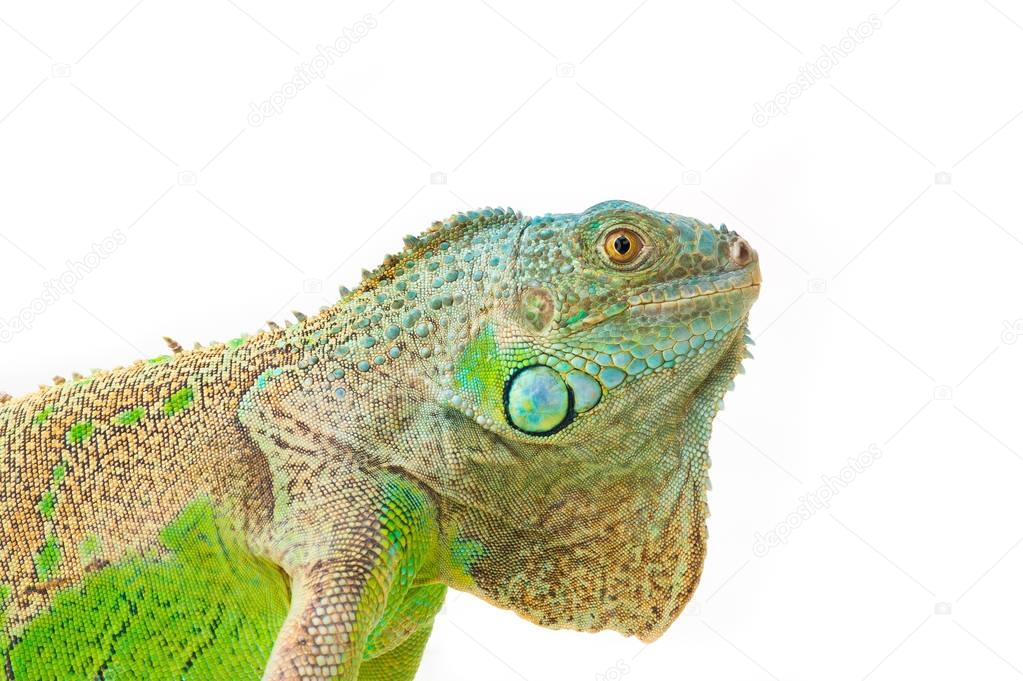 one green iguana