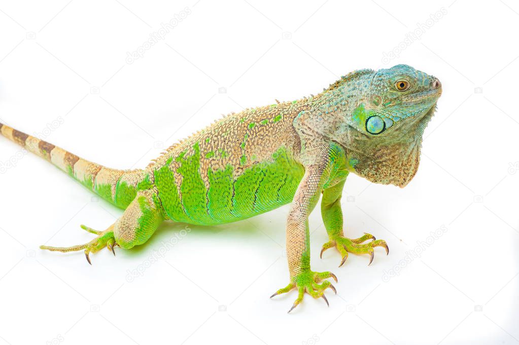 one green iguana