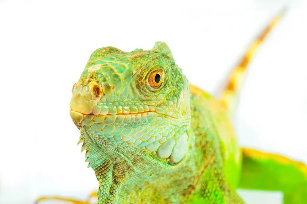 Uma iguana verde — Fotografia de Stock