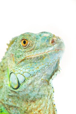 Bir yeşil iguana