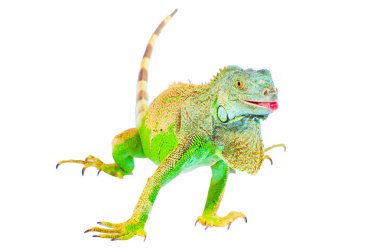 Bir yeşil iguana
