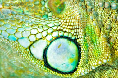 Bir yeşil iguana