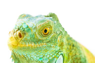 Bir yeşil iguana