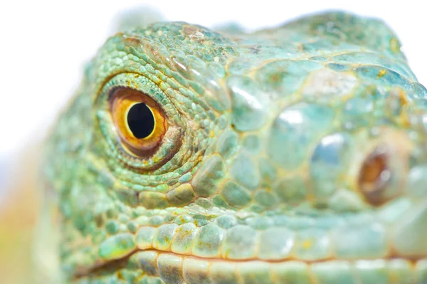 One green iguana — Stock Photo, Image
