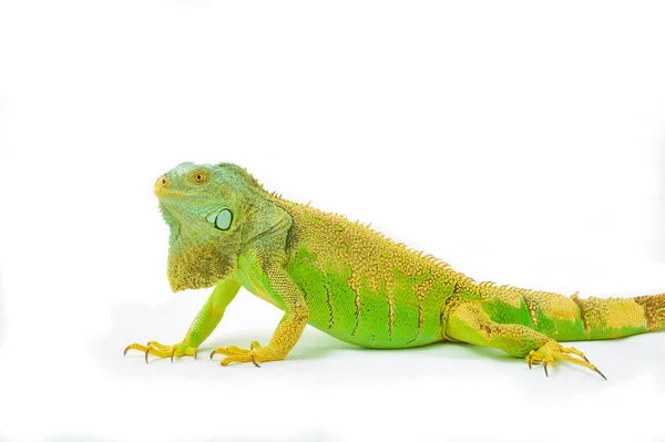 Un iguane vert — Photo