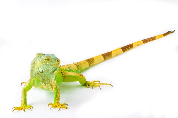 En Grön leguan — Stockfoto