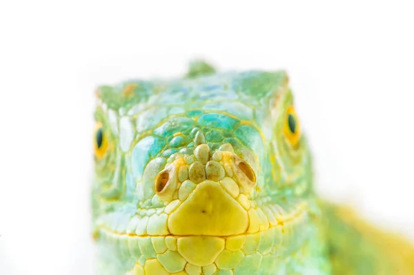 Un iguane vert — Photo