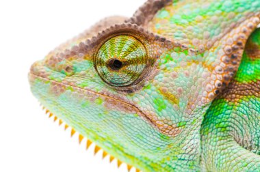 Bir Yemen namlu bukalemun