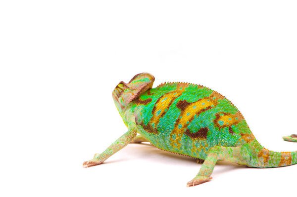 Один йеменский хамелеон
